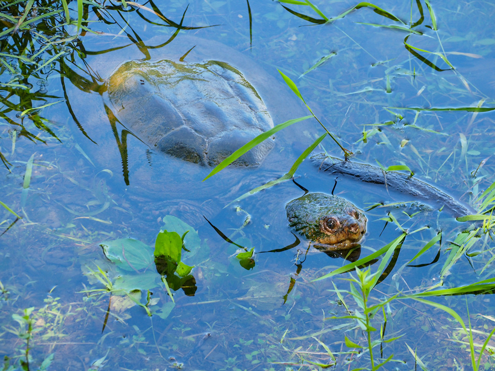A snapping turtle swims at the top of the pond, its head and top of the shell raised out of the water.
