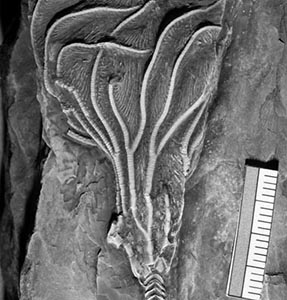 The fossil of the marine invertebrate that Howard Feldman discovered on Mohonk Mountain House land. It is coated with ammonium chloride, a common, water-soluble whitening agent paleontologists use to enhance specimen relief for photography.