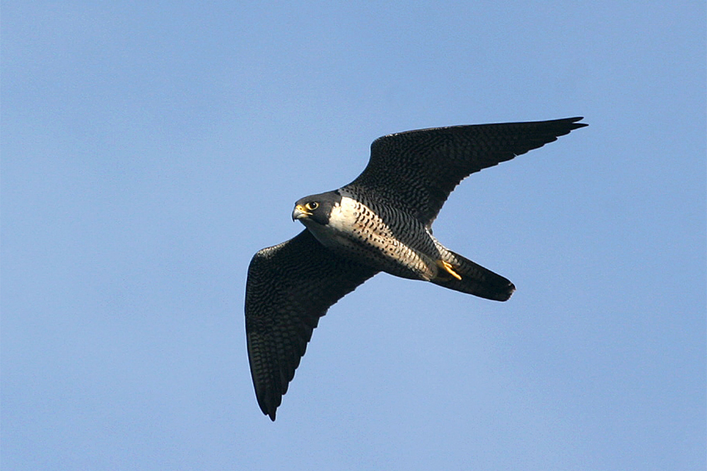 Peregrine falcon in flight against a blue background